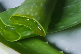 aloe vera para la hidratación y el cuidado de la piel