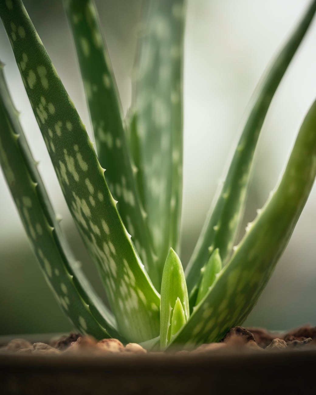 fresh green leaves of potted aloe vera