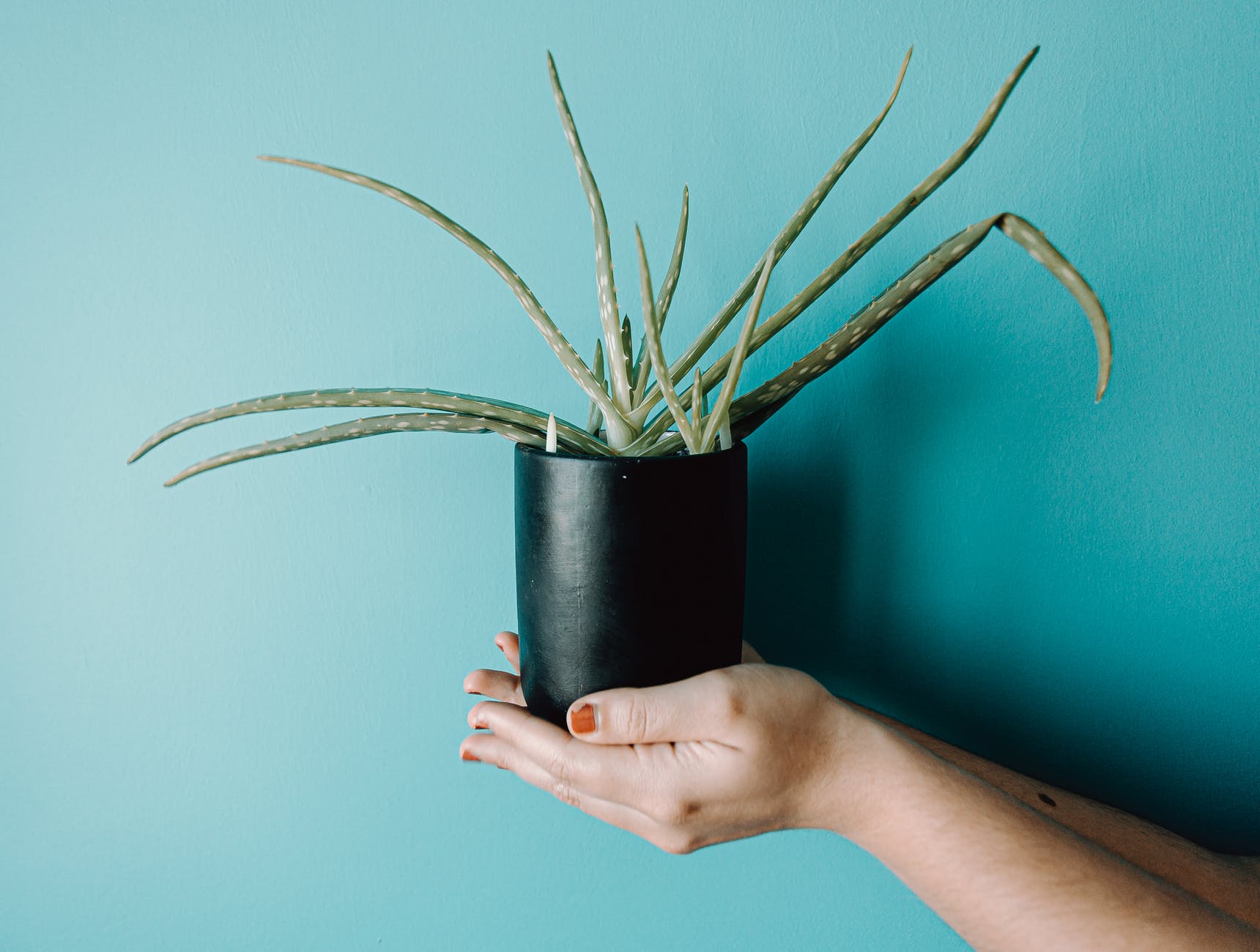 consejos para utilizar las hojas de Aloe Vera