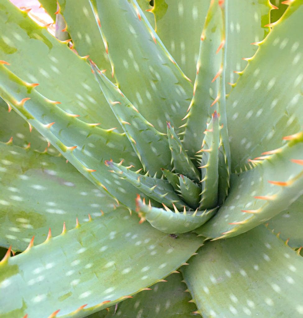 Aloe Vera: Consejos sobre esquejes y trasplantes