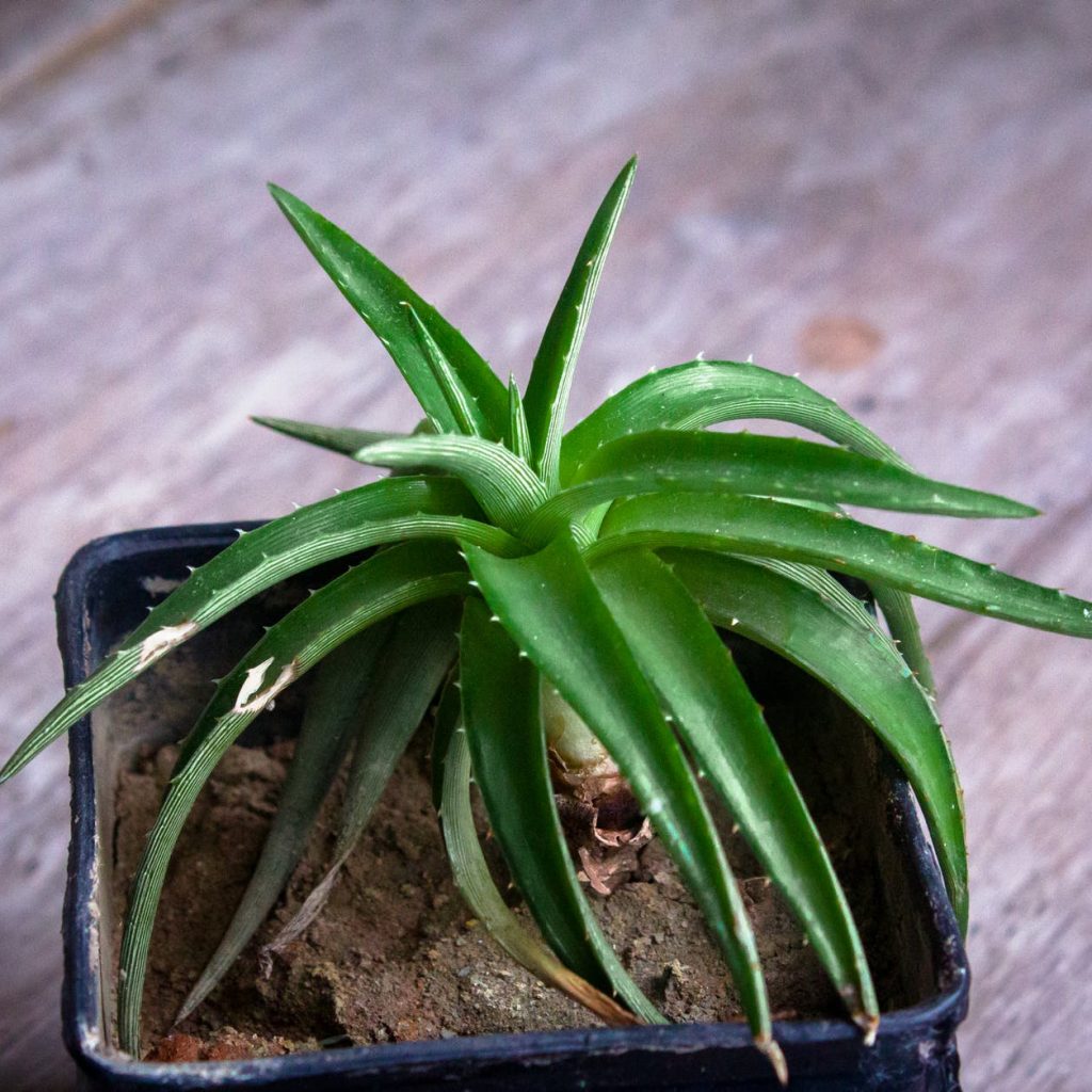 consejos para utilizar las hojas de Aloe Vera