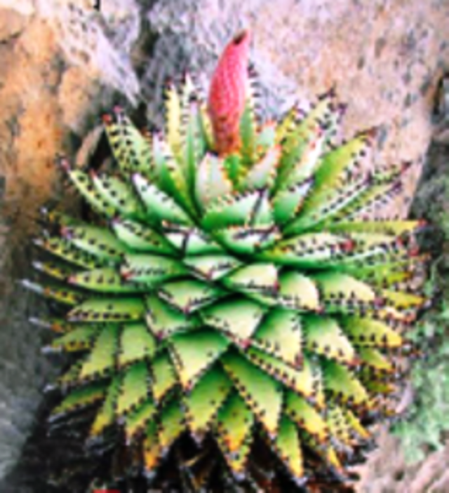 Aloe erinacea