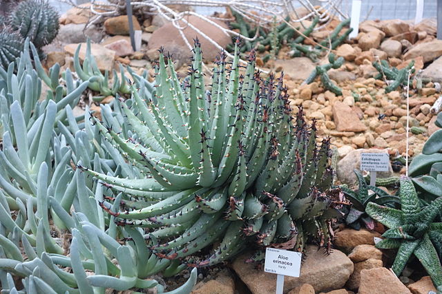 Aloe erinacea