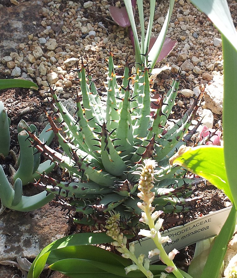 Aloe erinacea