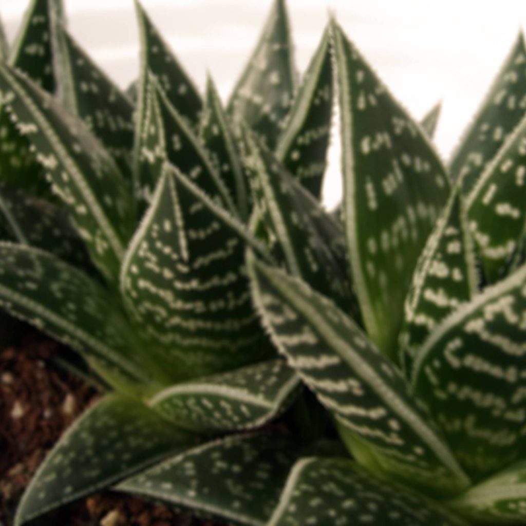 Aloe Tiki Thai