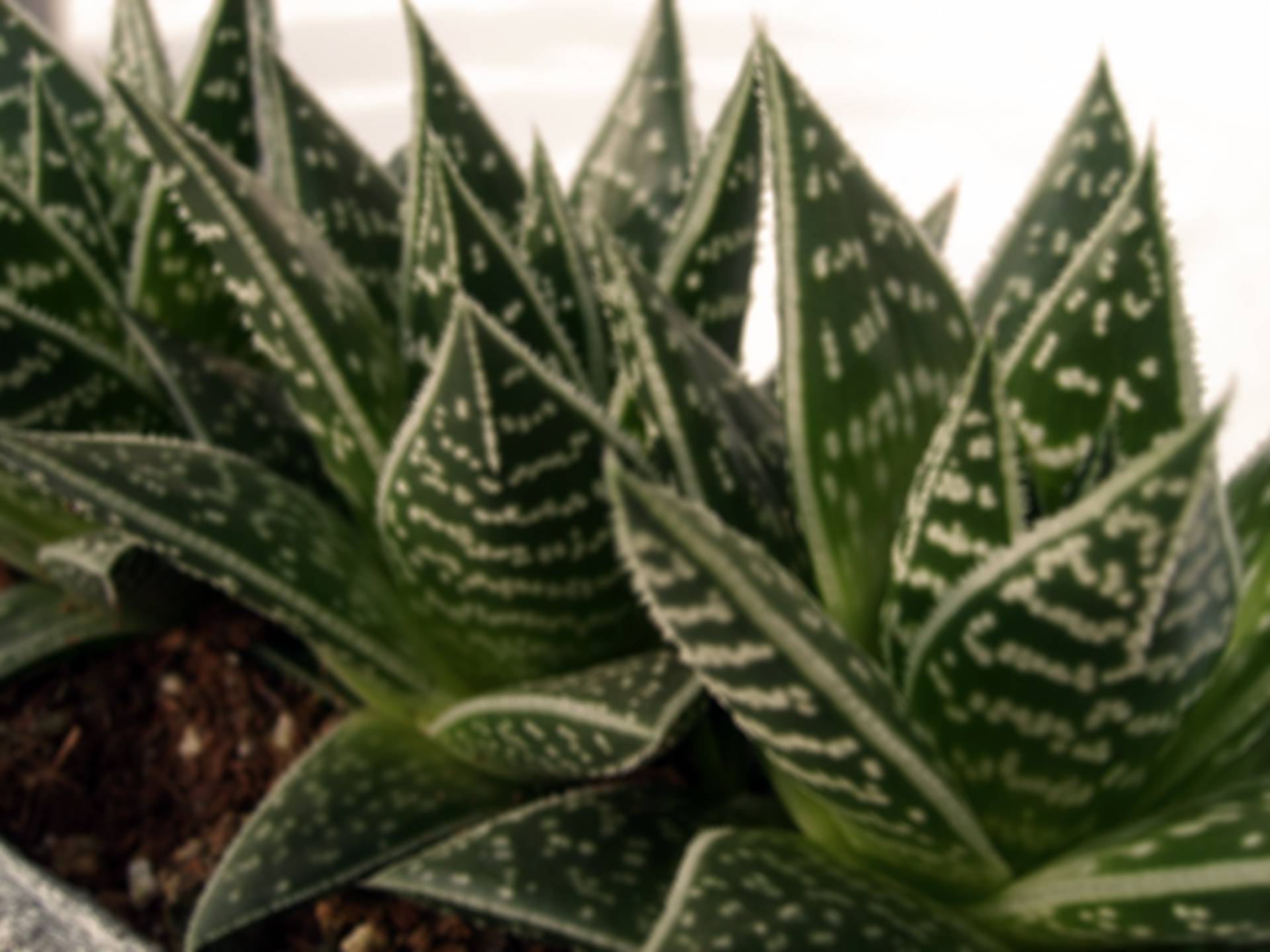 Aloe Tiki Thai