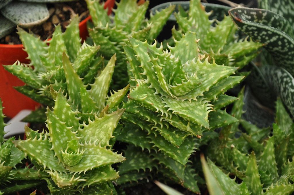 tipos de aloe vera