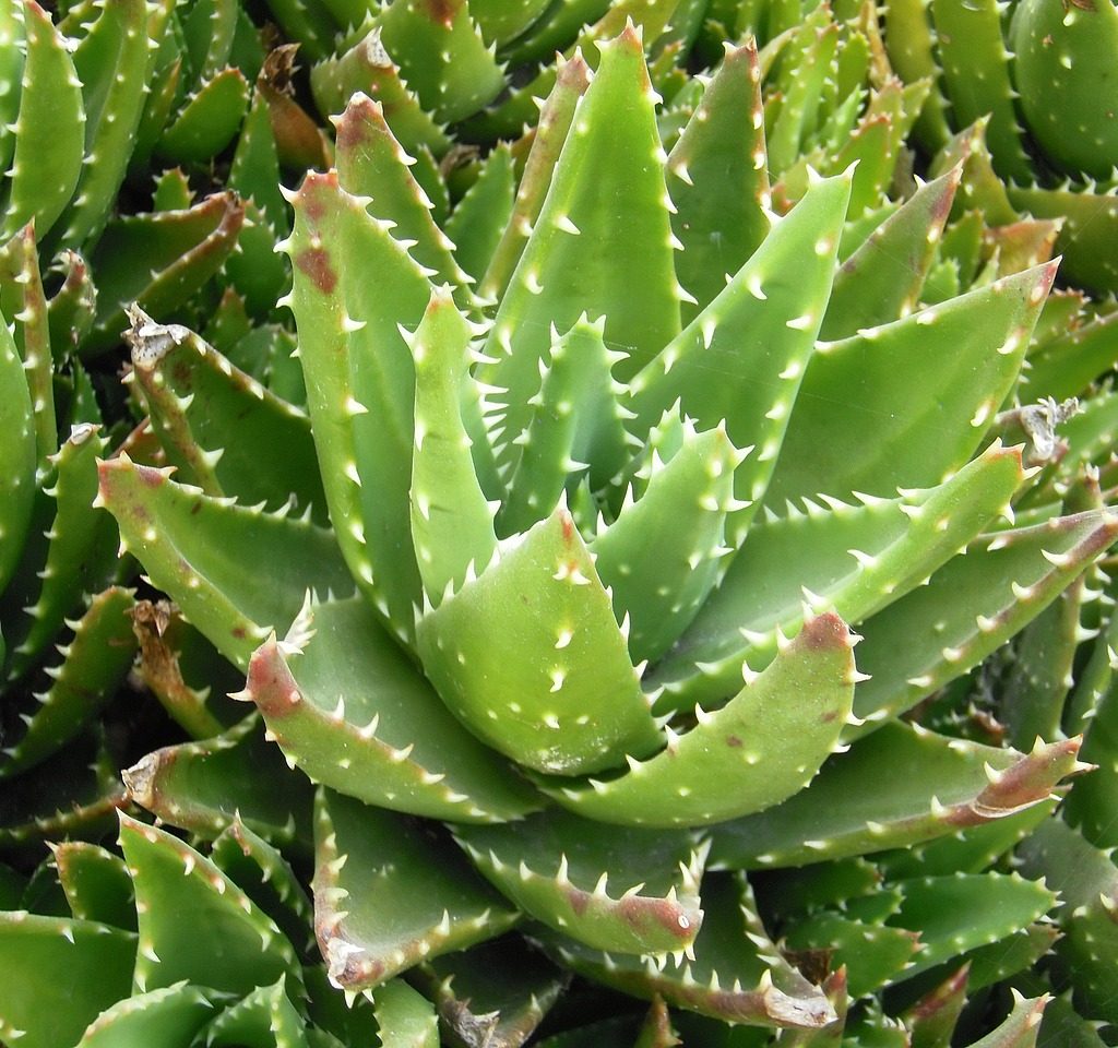 tipos de aloe vera : Aloe brevifolia