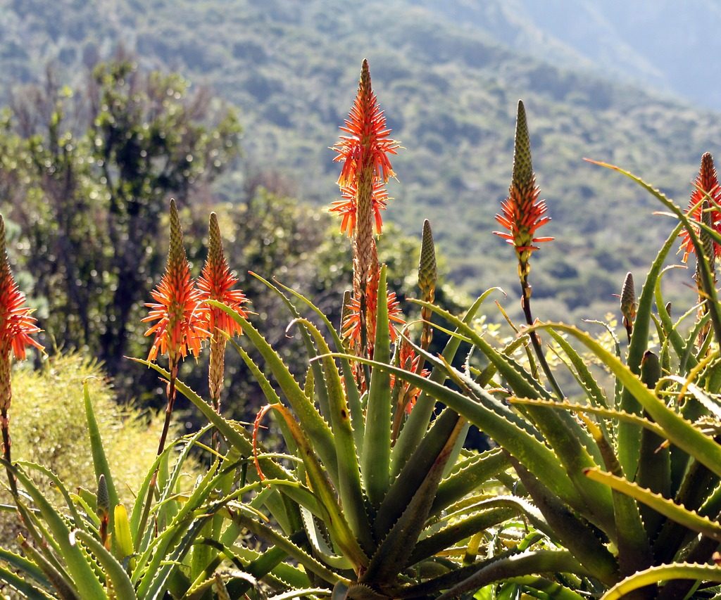 Aloe arborescens