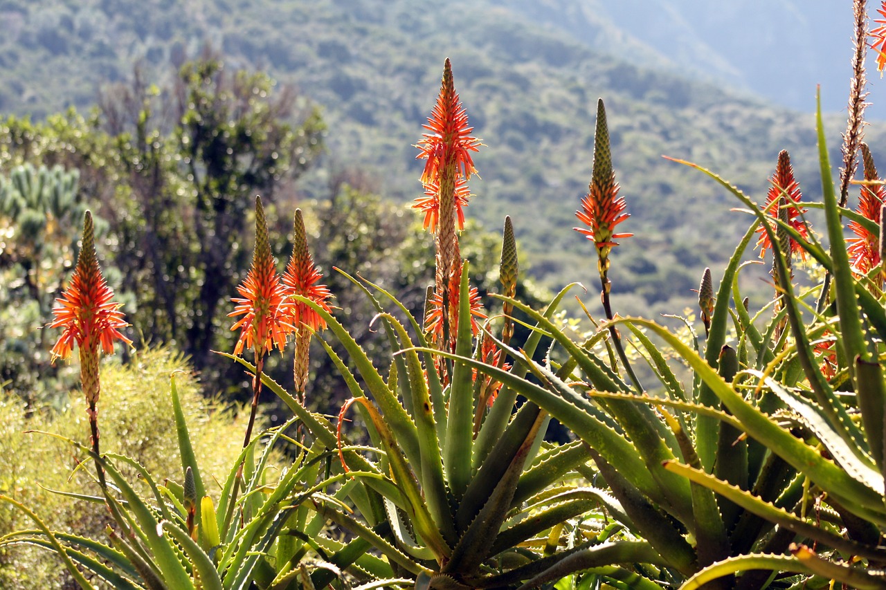 Aloe arborescens