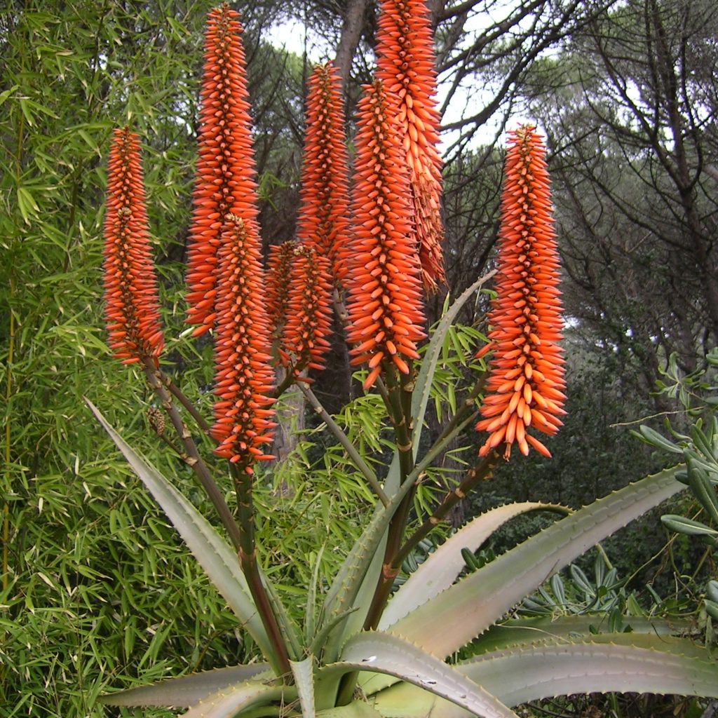 Aloe Ferox