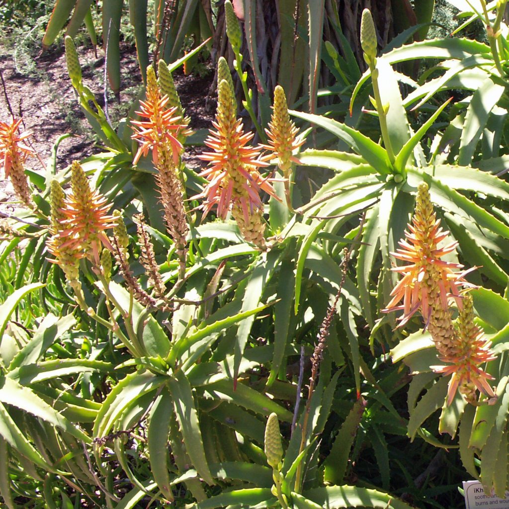 Tipos de aloe vera : Aloe arborescens