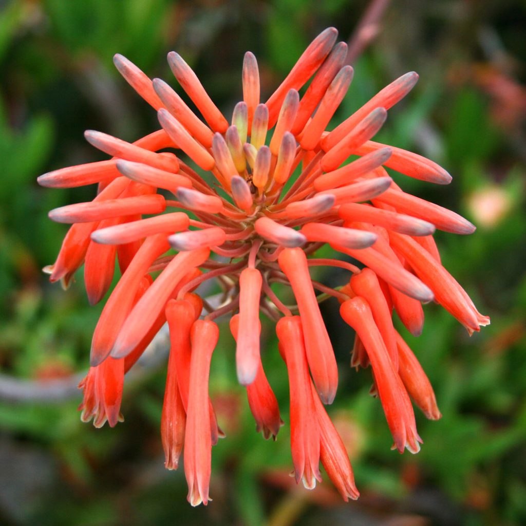 Tipos de aloe vera : Aloe maculata