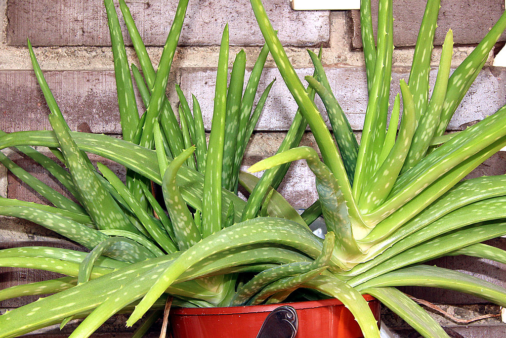 Tipos de aloe vera : Aloe chinensis