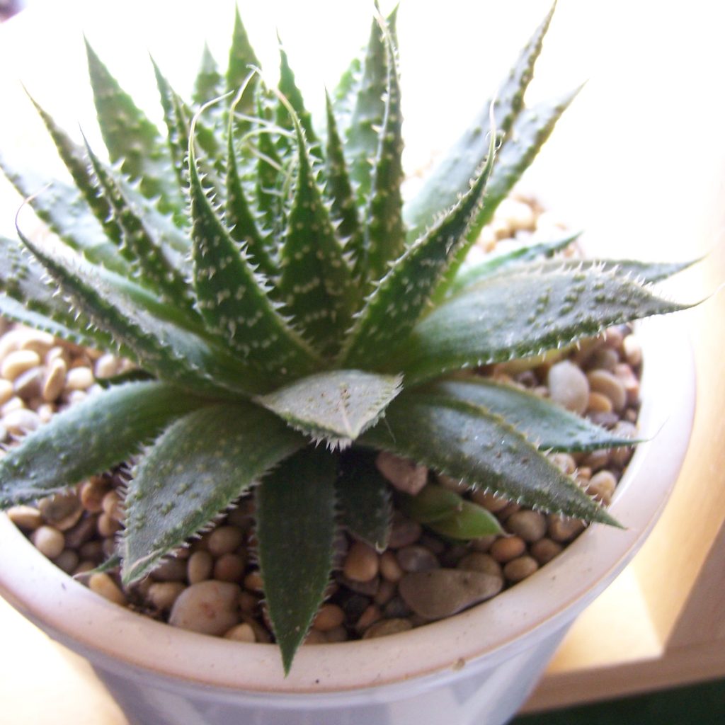 Aloe aristata