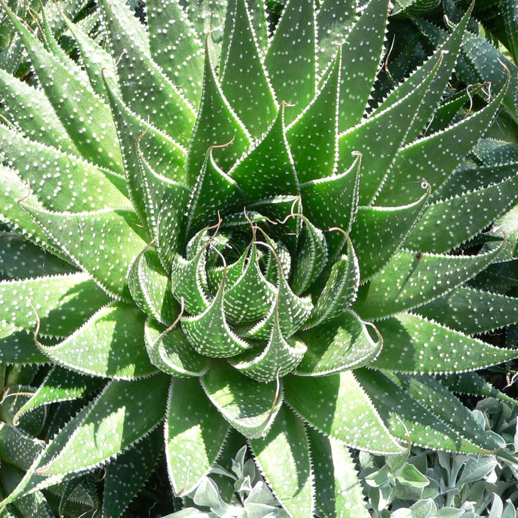 Aloe Aristata