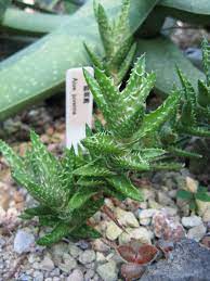 Aloe juvenna