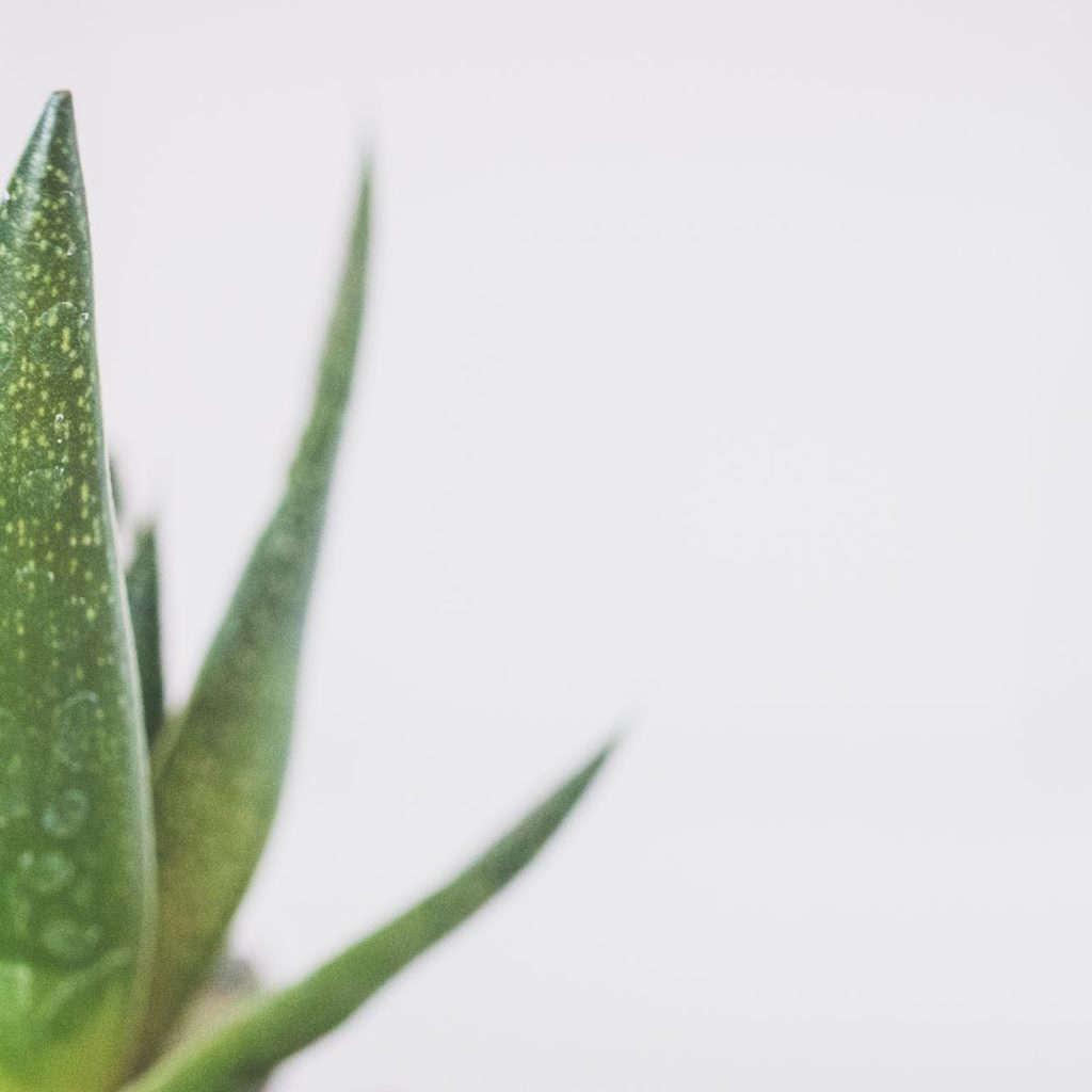 beneficios y propiedades del Aloe Vera