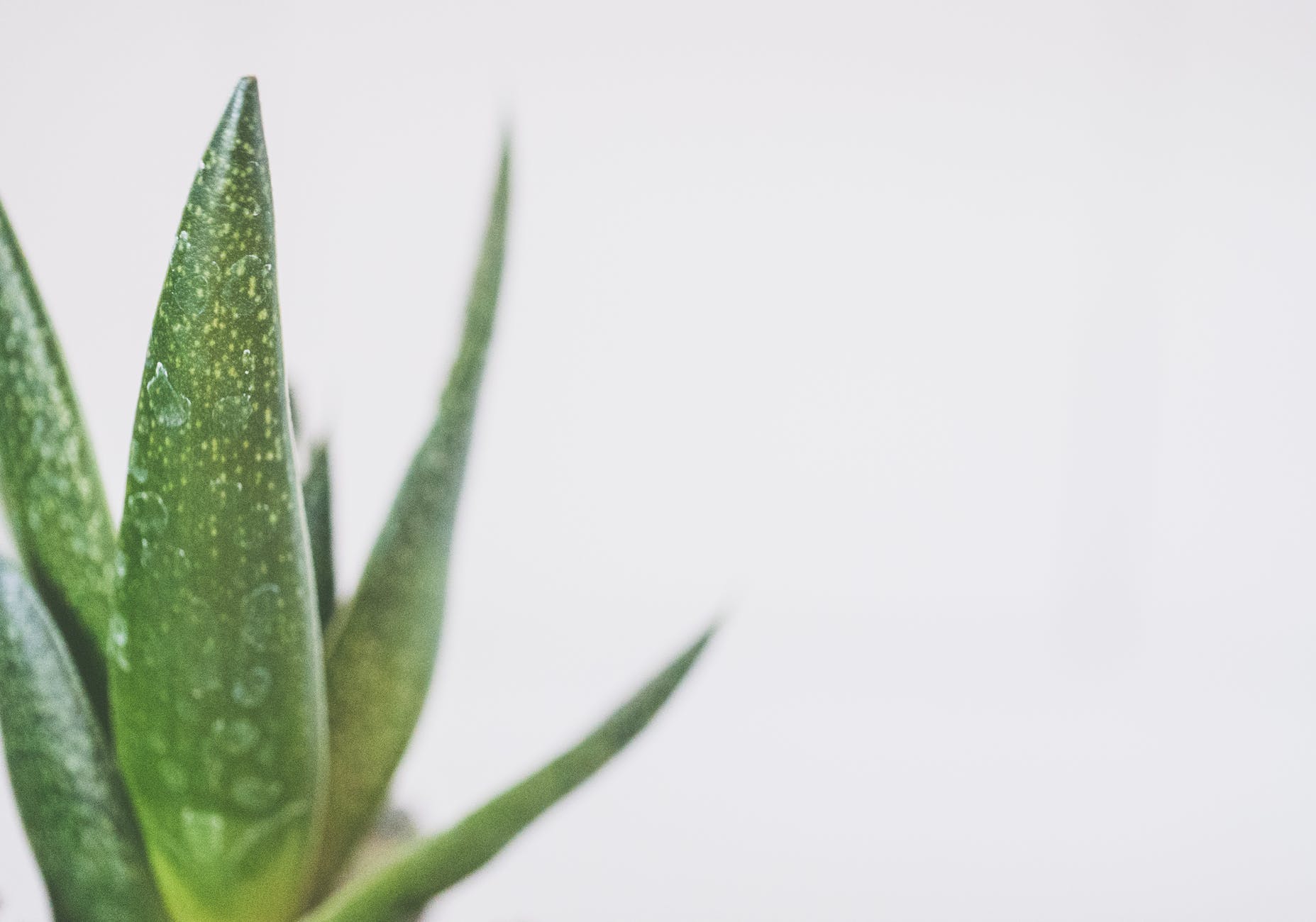 aloe vera para la hidratación y el cuidado de la piel