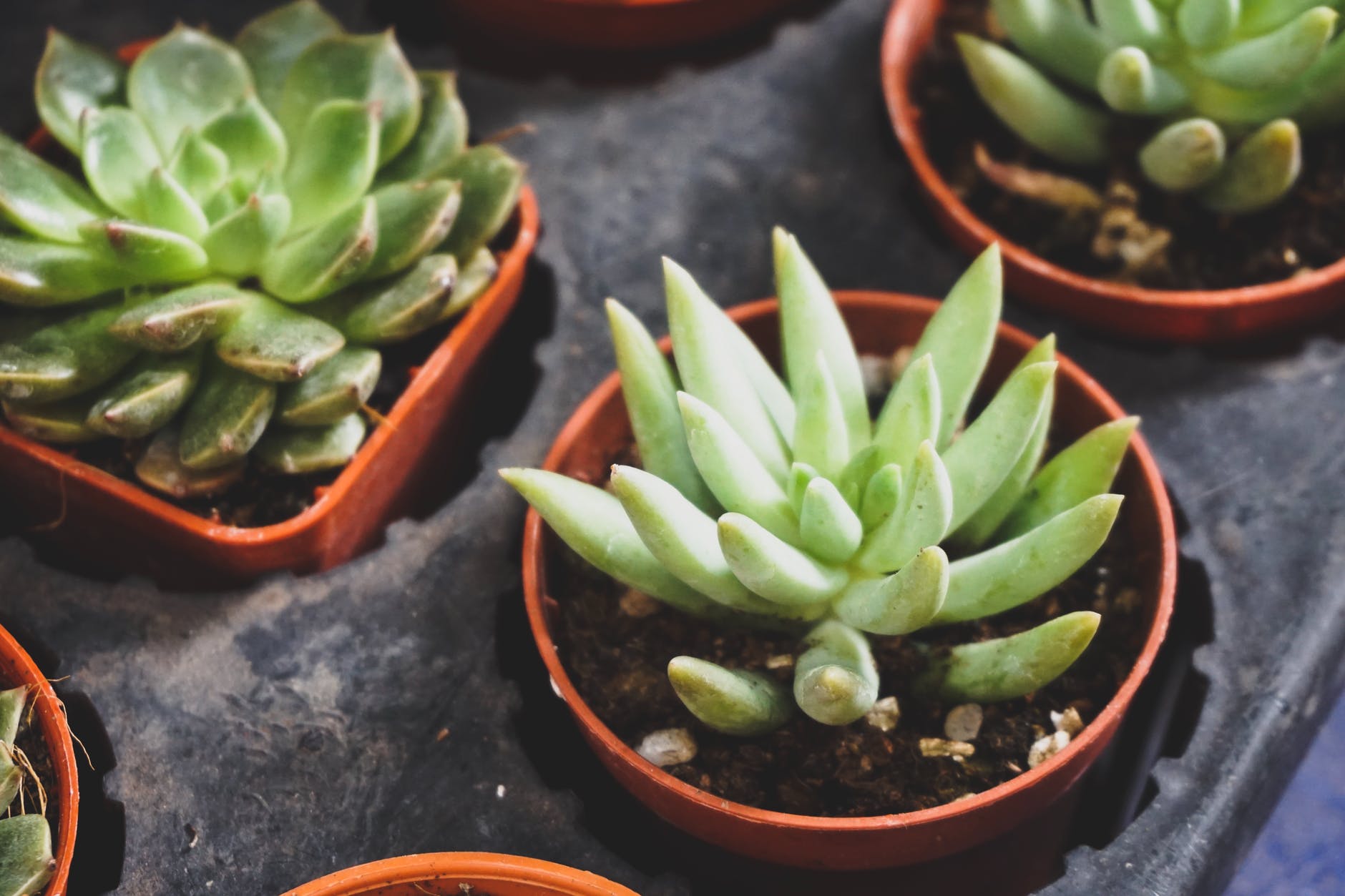 two green succulent plants