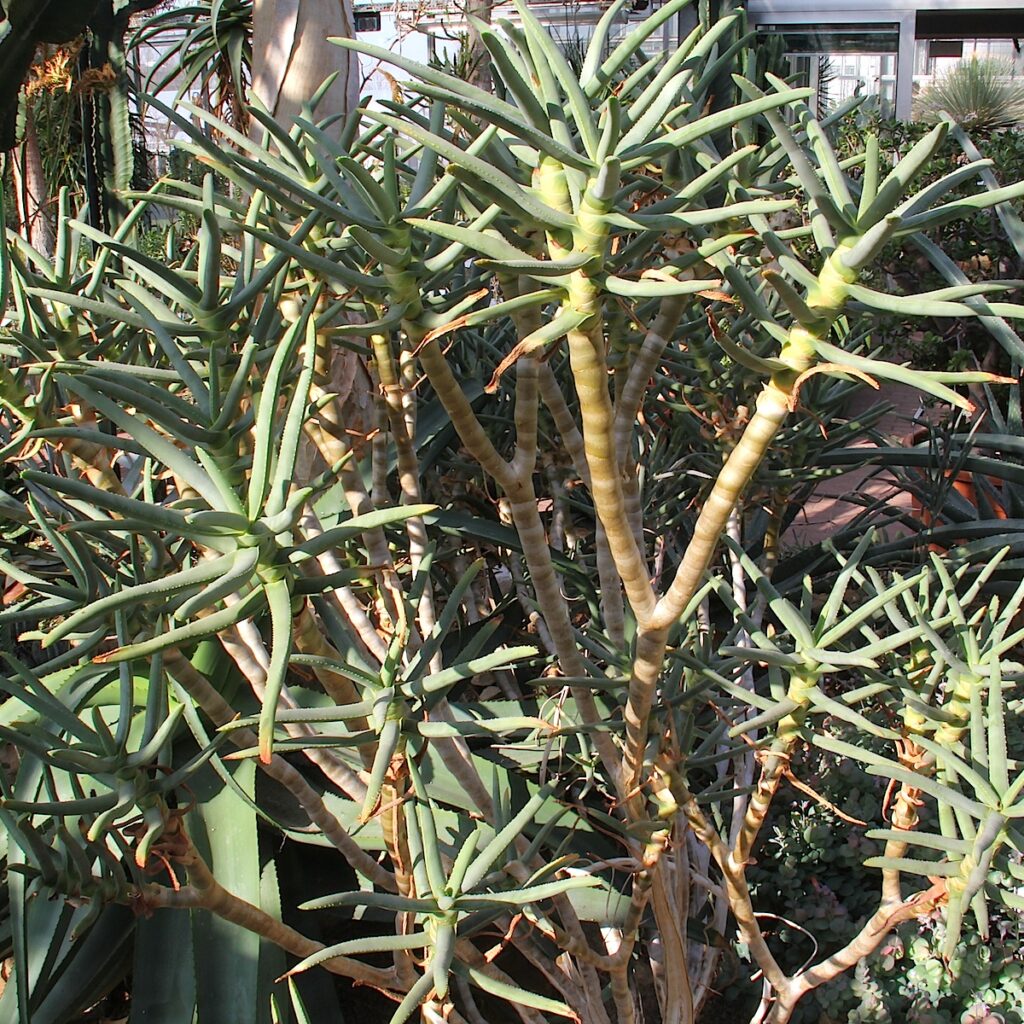 Aloe ramosissima