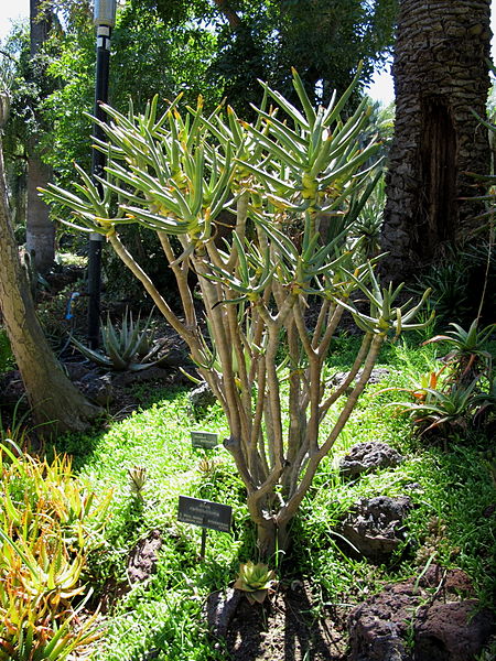 Aloe ramosissima