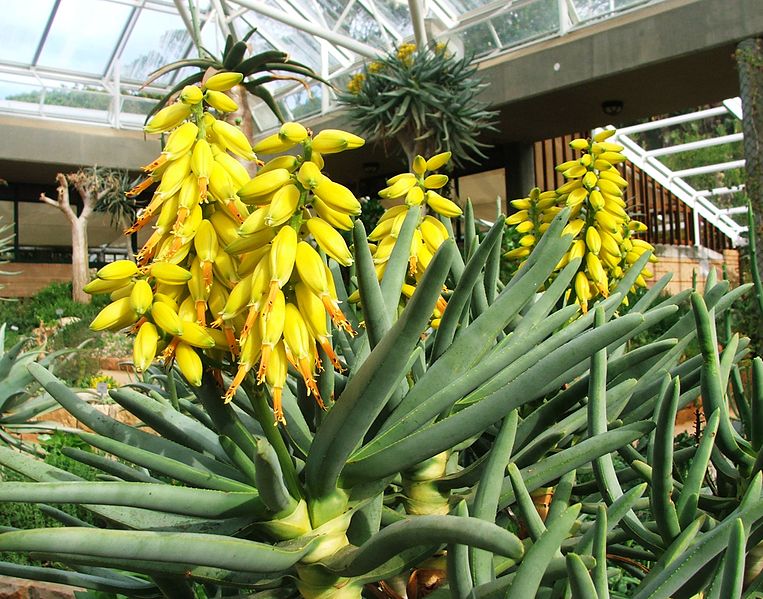 flores Aloe ramosissima