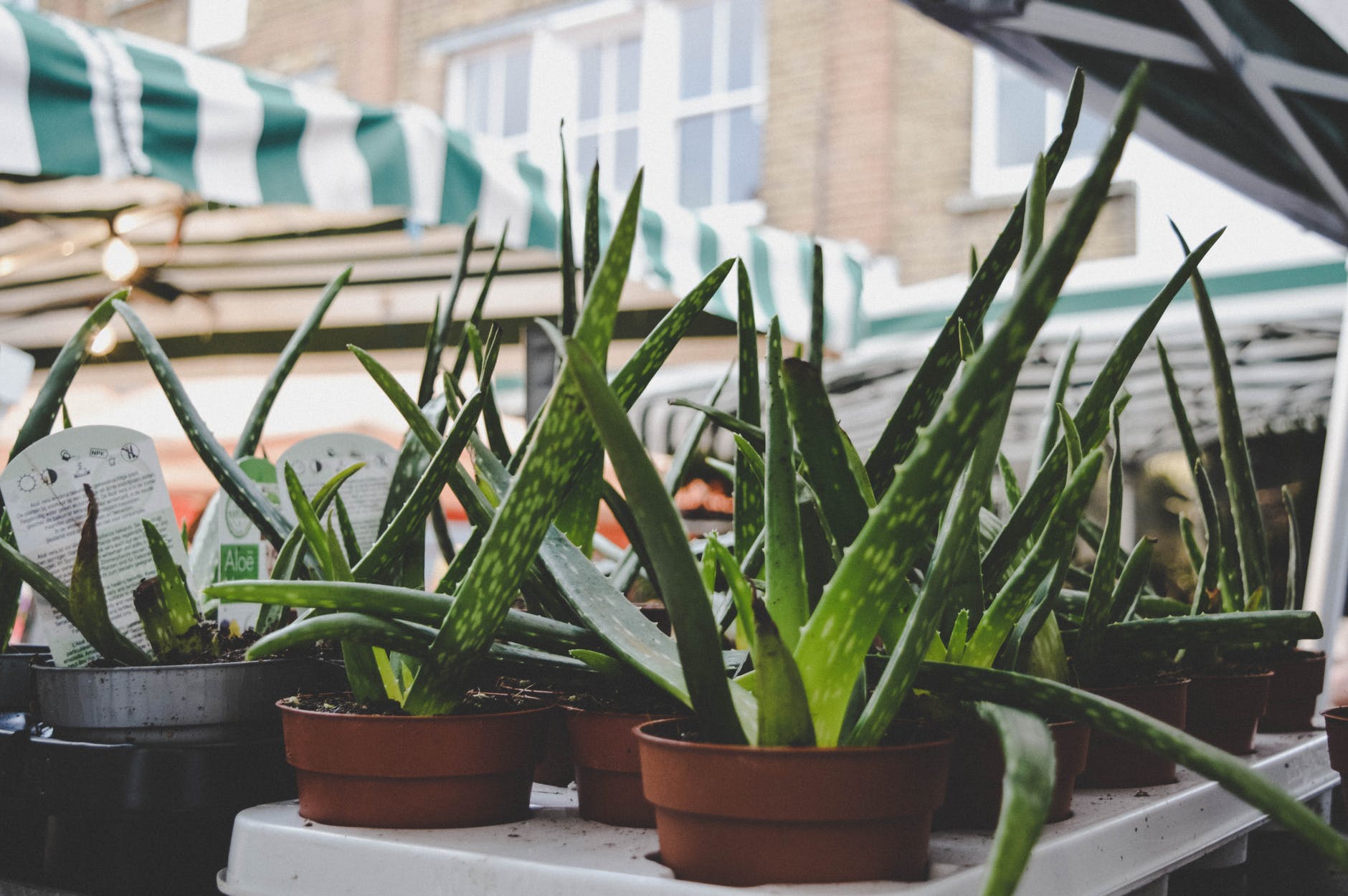 Consejos para mantener sana tu planta de Aloe Vera