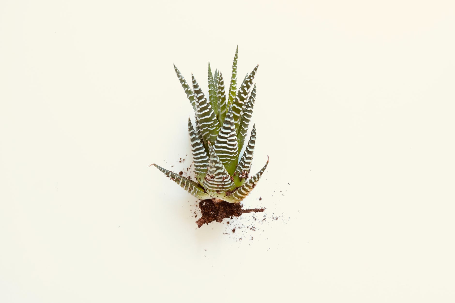 Como usar Aloe Vera para el cabello