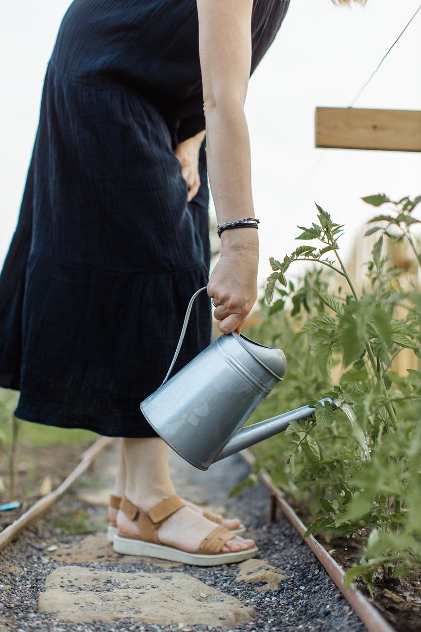 person in black dress watering the plants