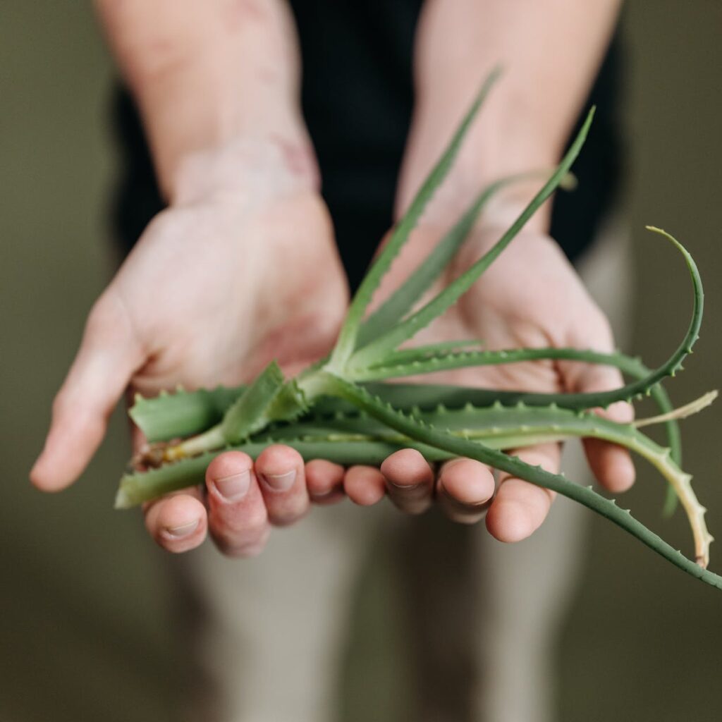 Consejos para mantener sana tu planta de Aloe Vera