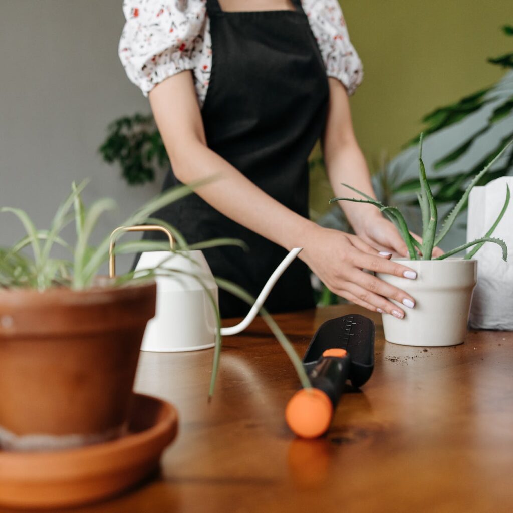 planta de Aloe Vera con exceso de agua