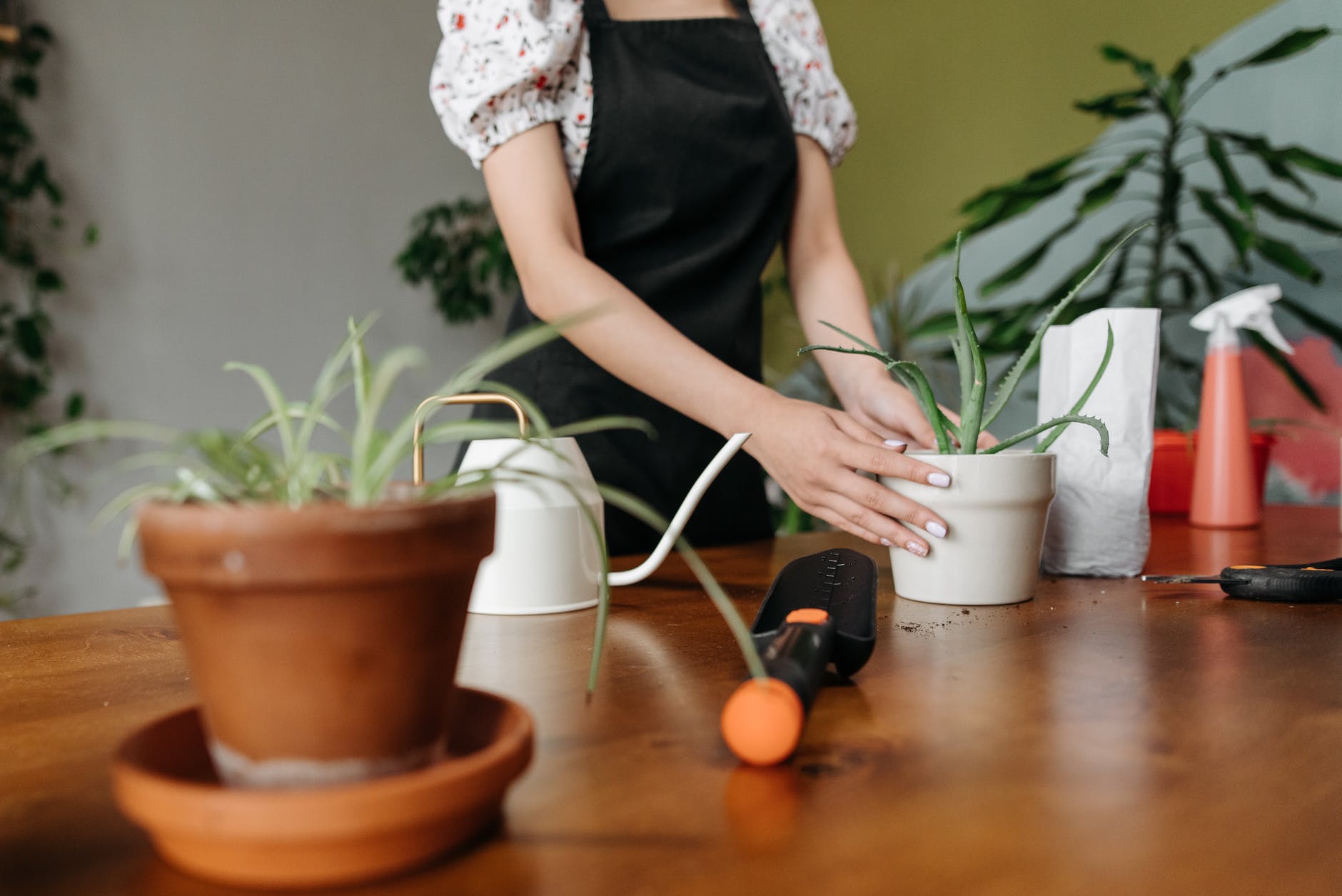Cómo rescatar una planta de Aloe Vera con exceso de agua