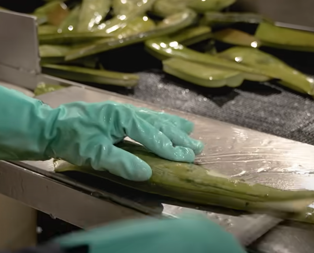 Cómo se cosechan millones de hojas de aloe vera a la semana