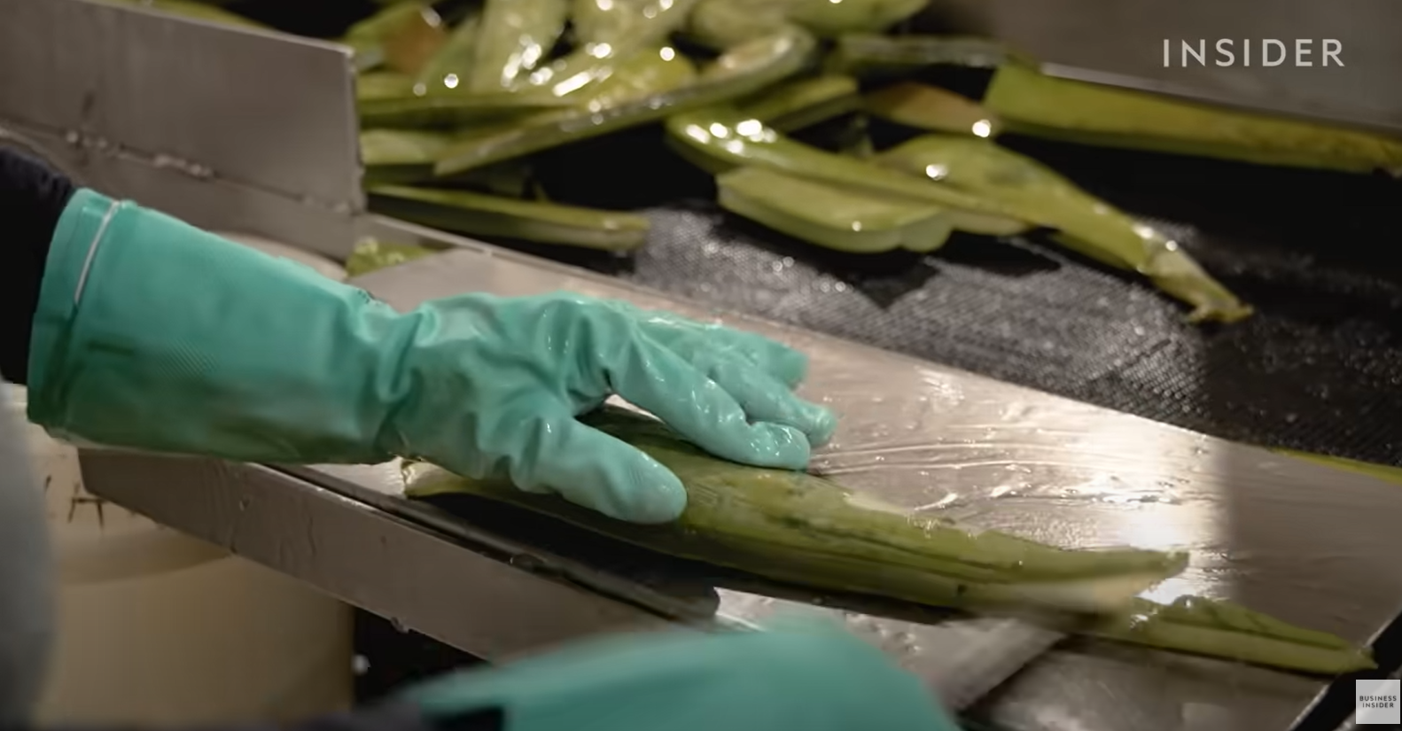 Cómo se cosechan millones de hojas de aloe vera a la semana