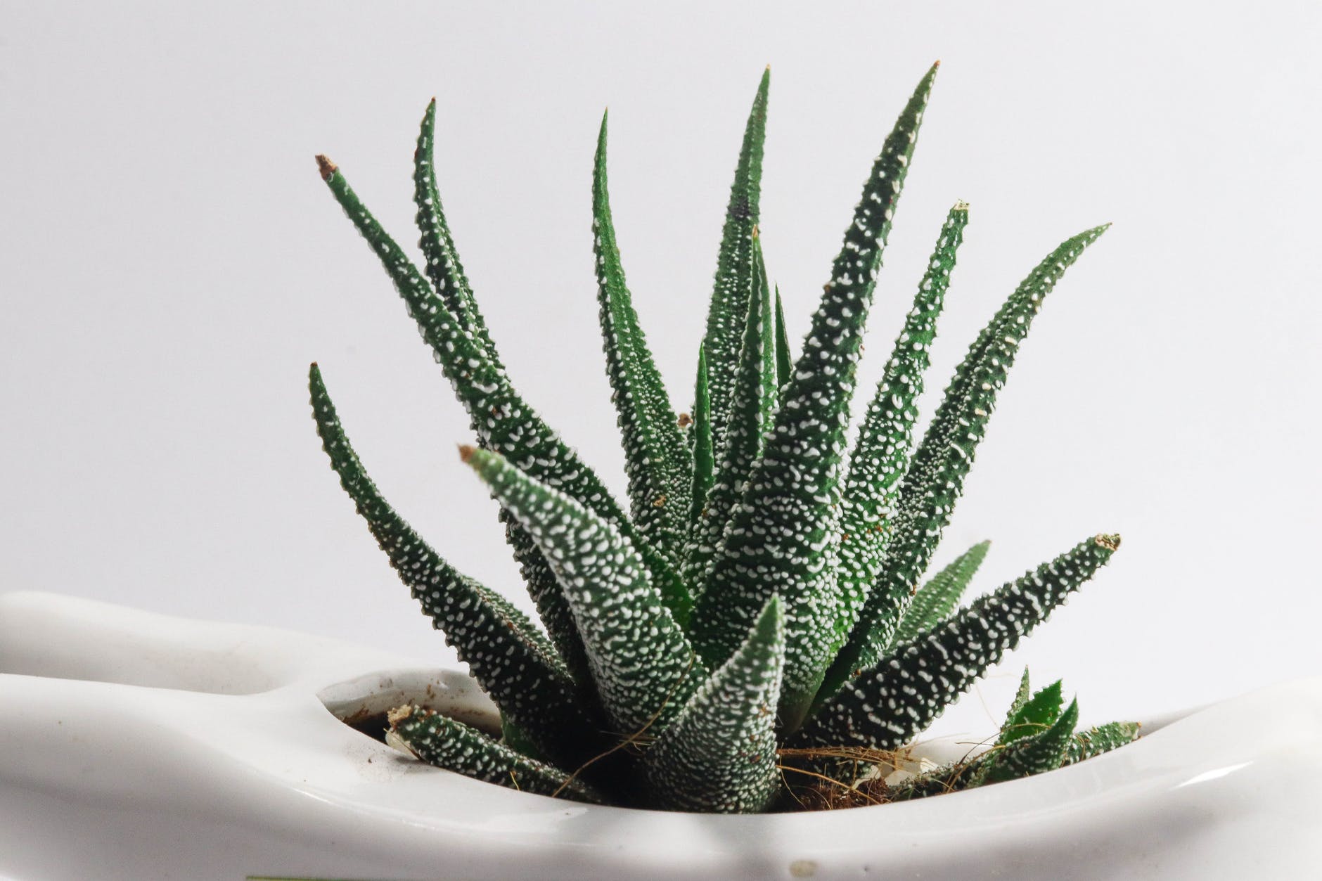 Cómo se cosechan millones de hojas de aloe vera a la semana