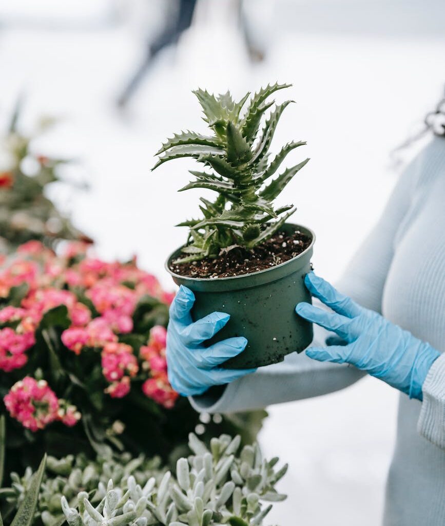 Como cuidar de la planta del Aloe Vera