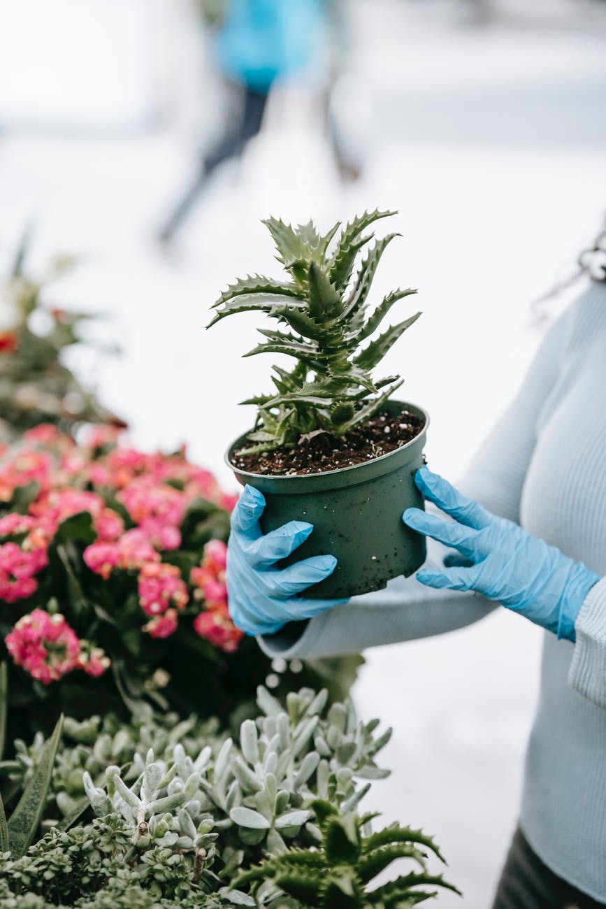 Como cuidar de la planta del Aloe Vera