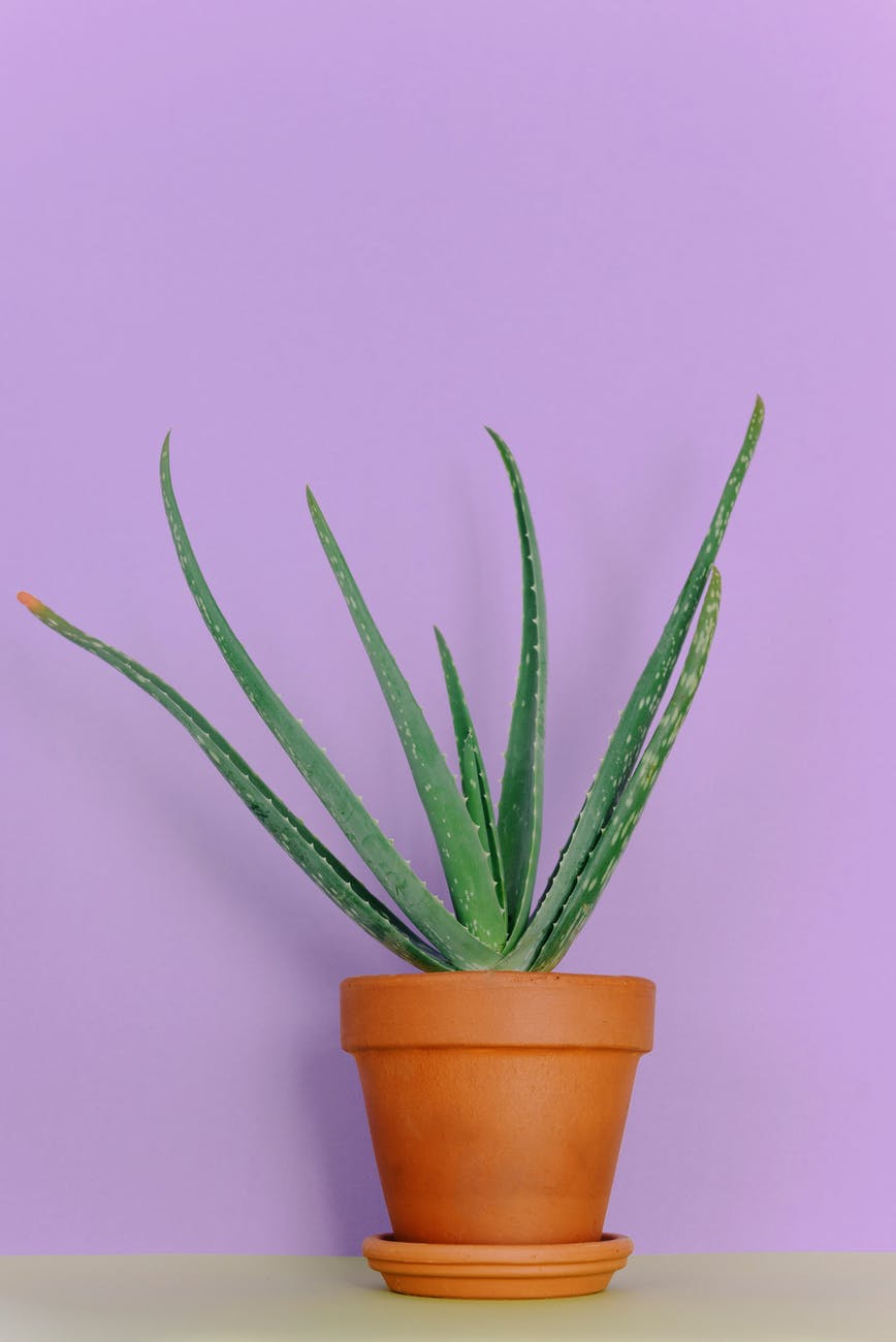 como cuidar aloe vera