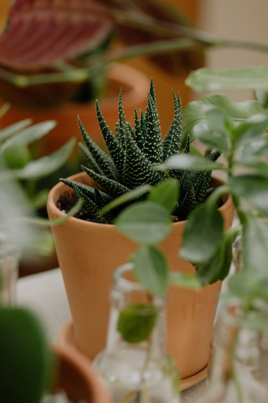 Como cuidar de la planta del Aloe Vera