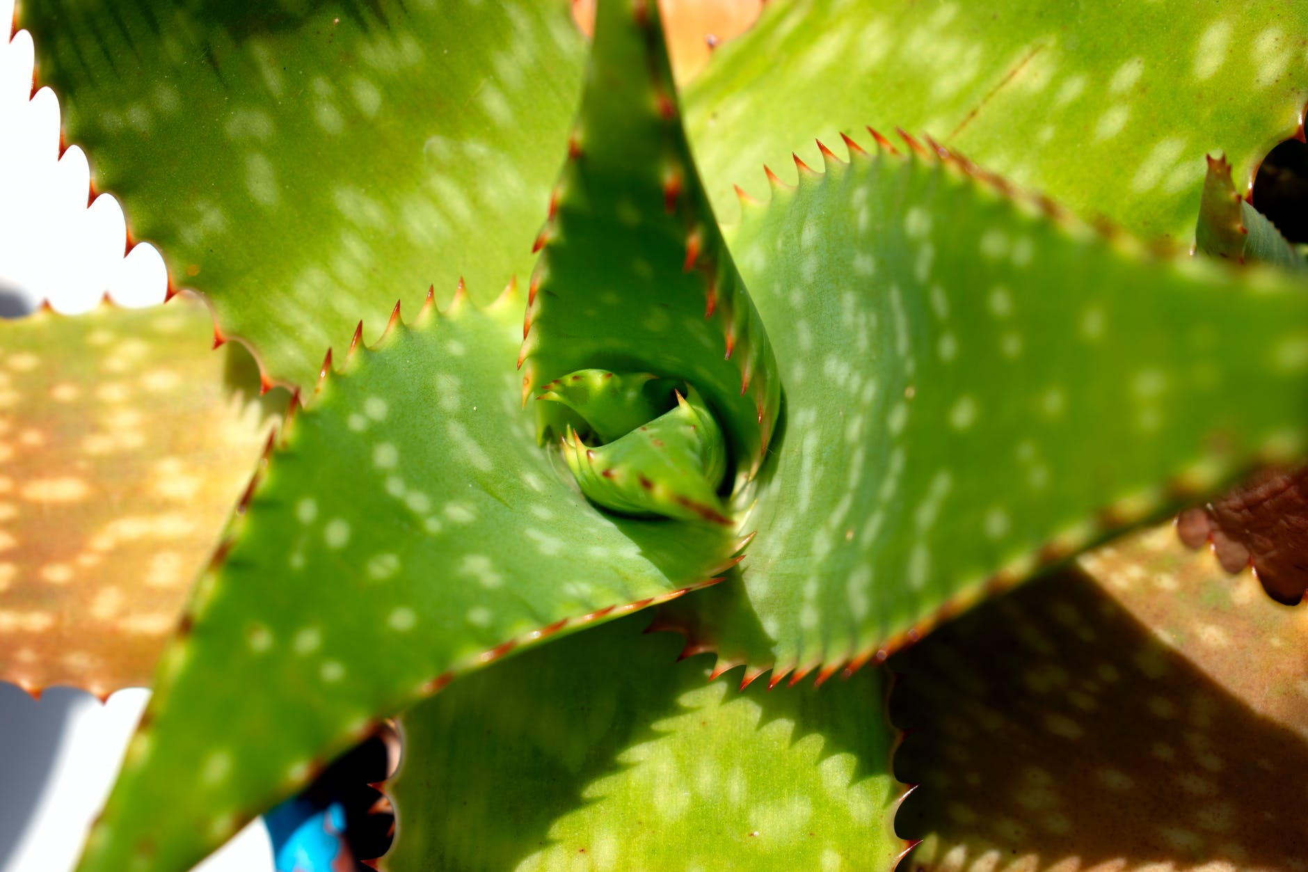 close up photo of an aloe vera plant