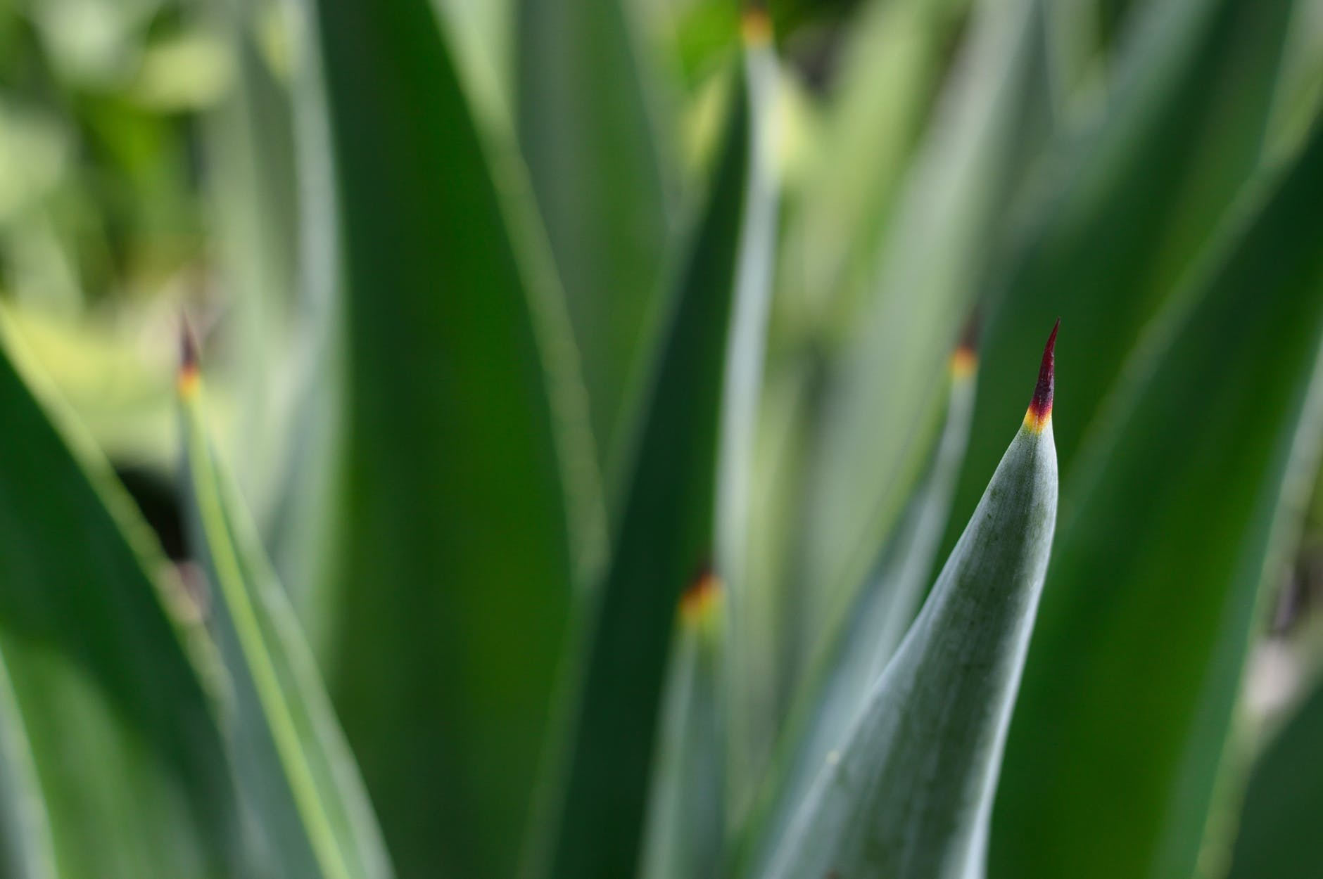 utilizar el aloe vera para el fortalecimiento del cabello