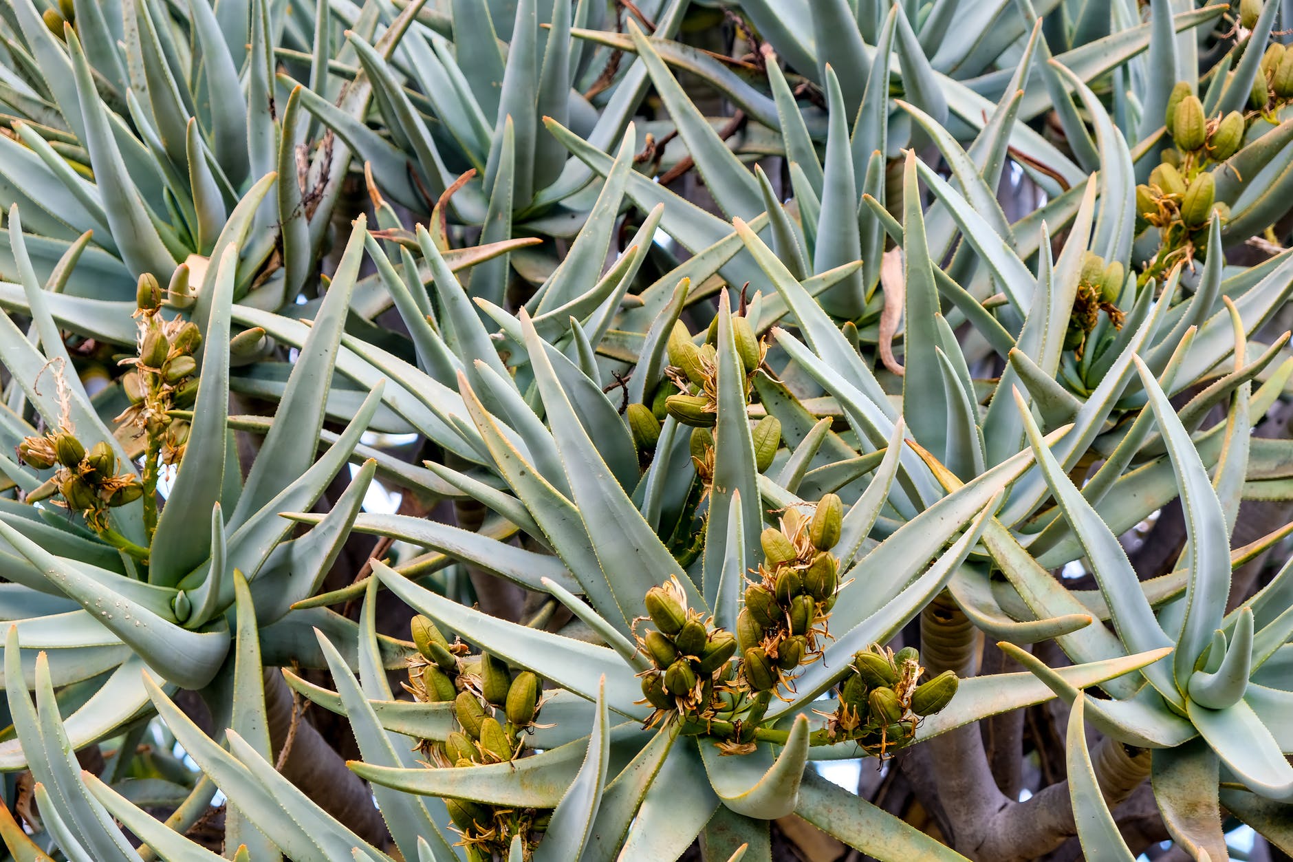 Aloe vera en flor