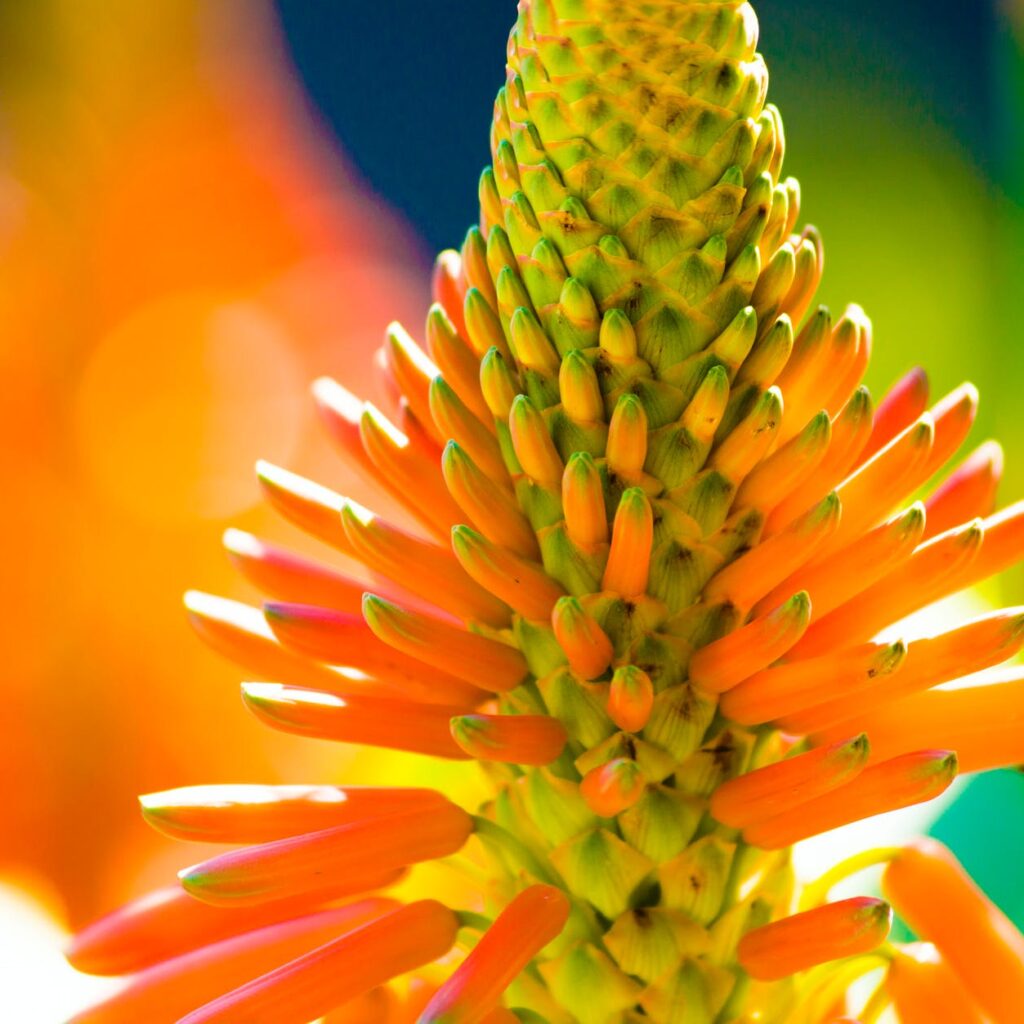 orange petaled flower macro photography