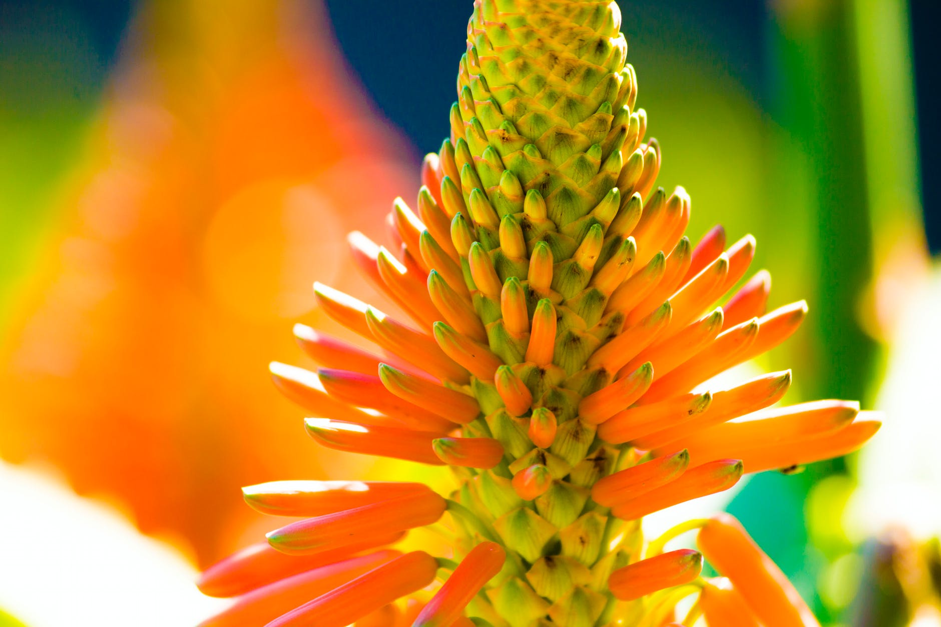 orange petaled flower macro photography