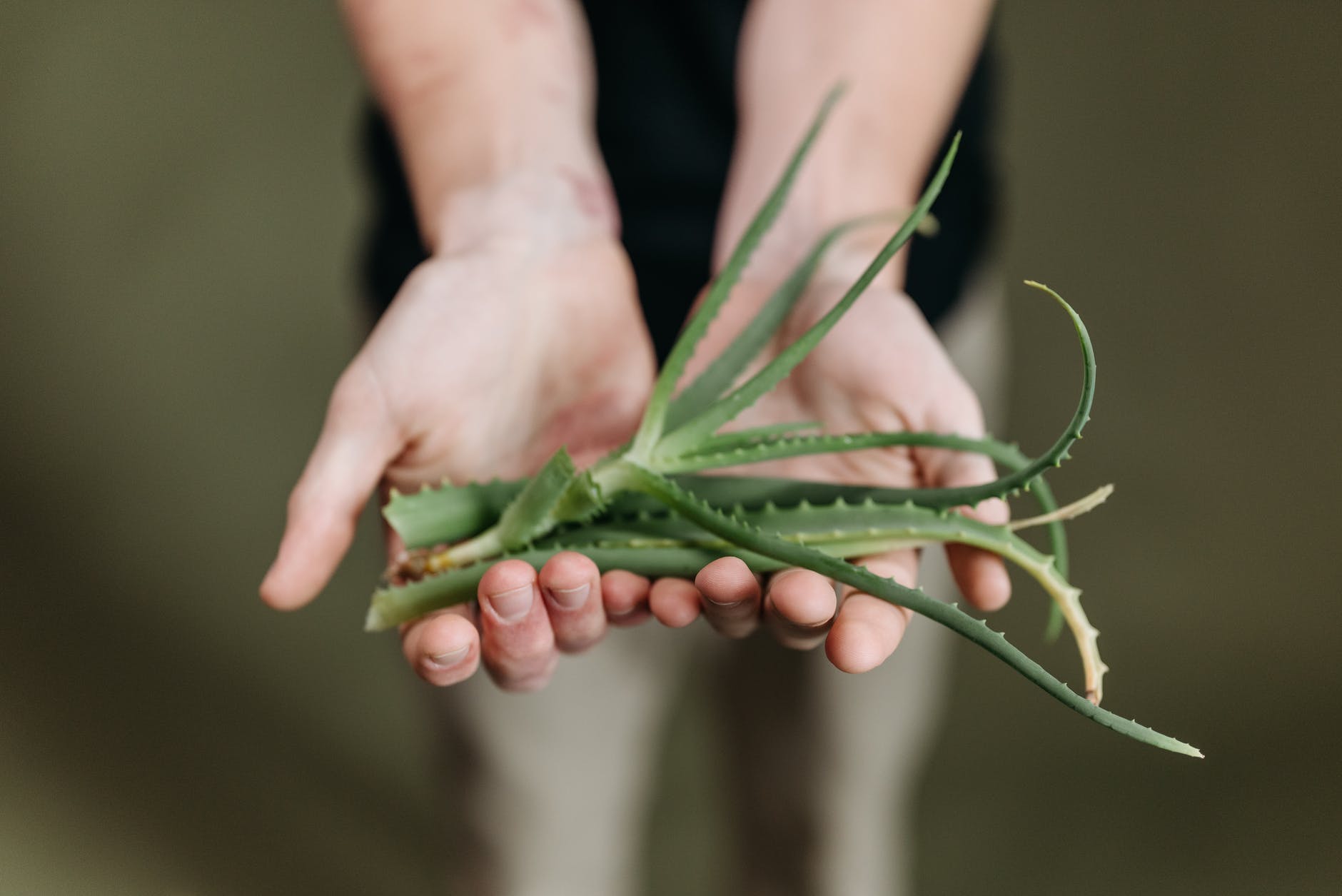 green plant on persons hand