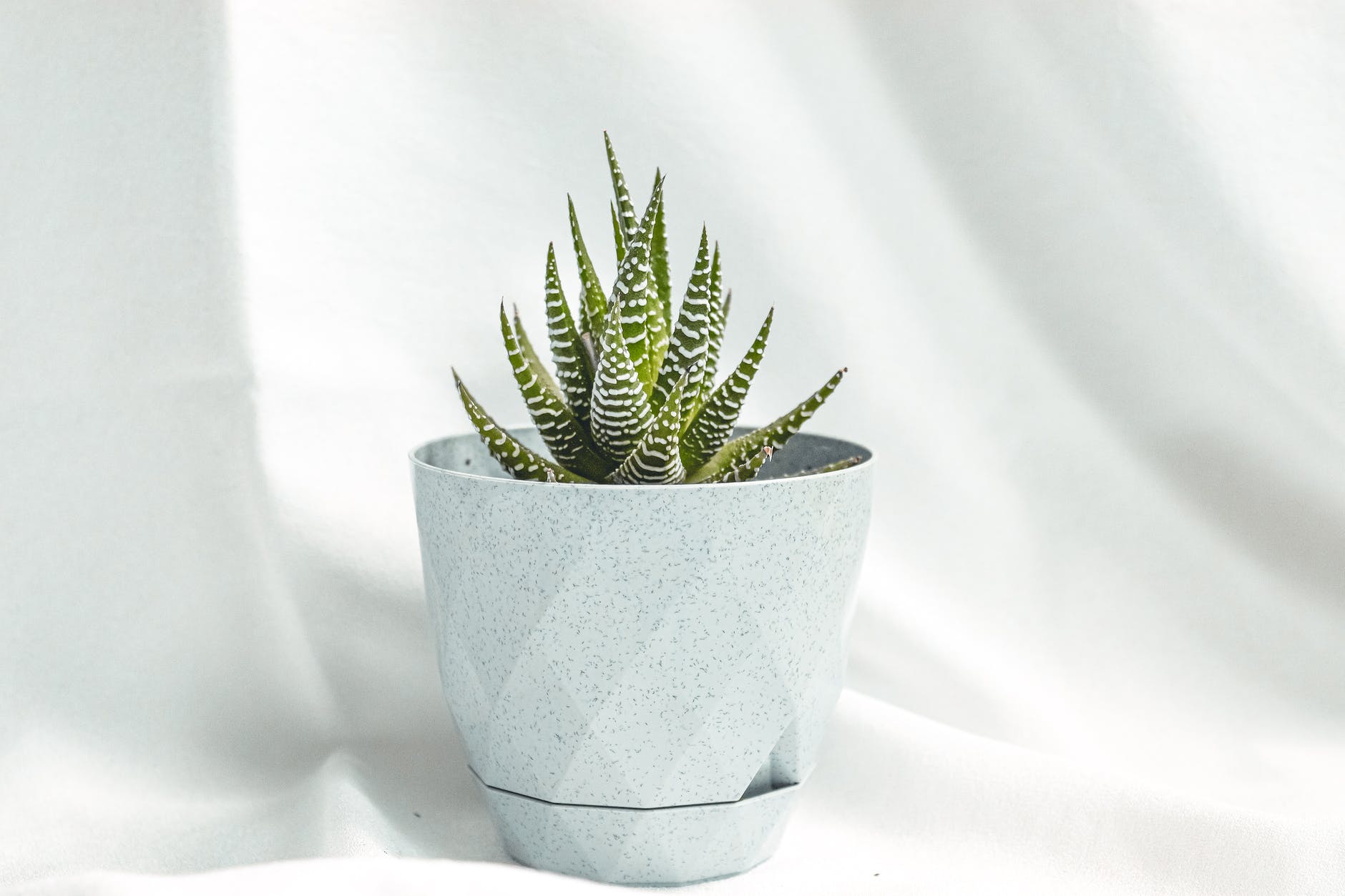 Aloe Vera para Hemorroides