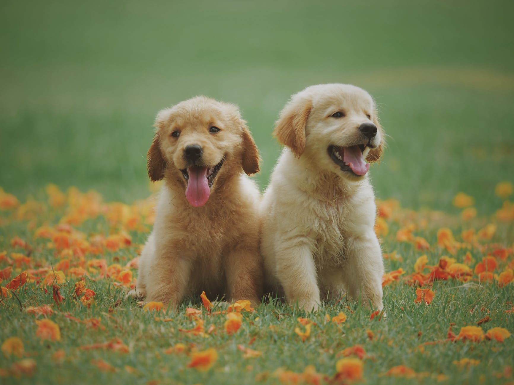 Aloe Vera para Mascotas - Perros en jardin de flores