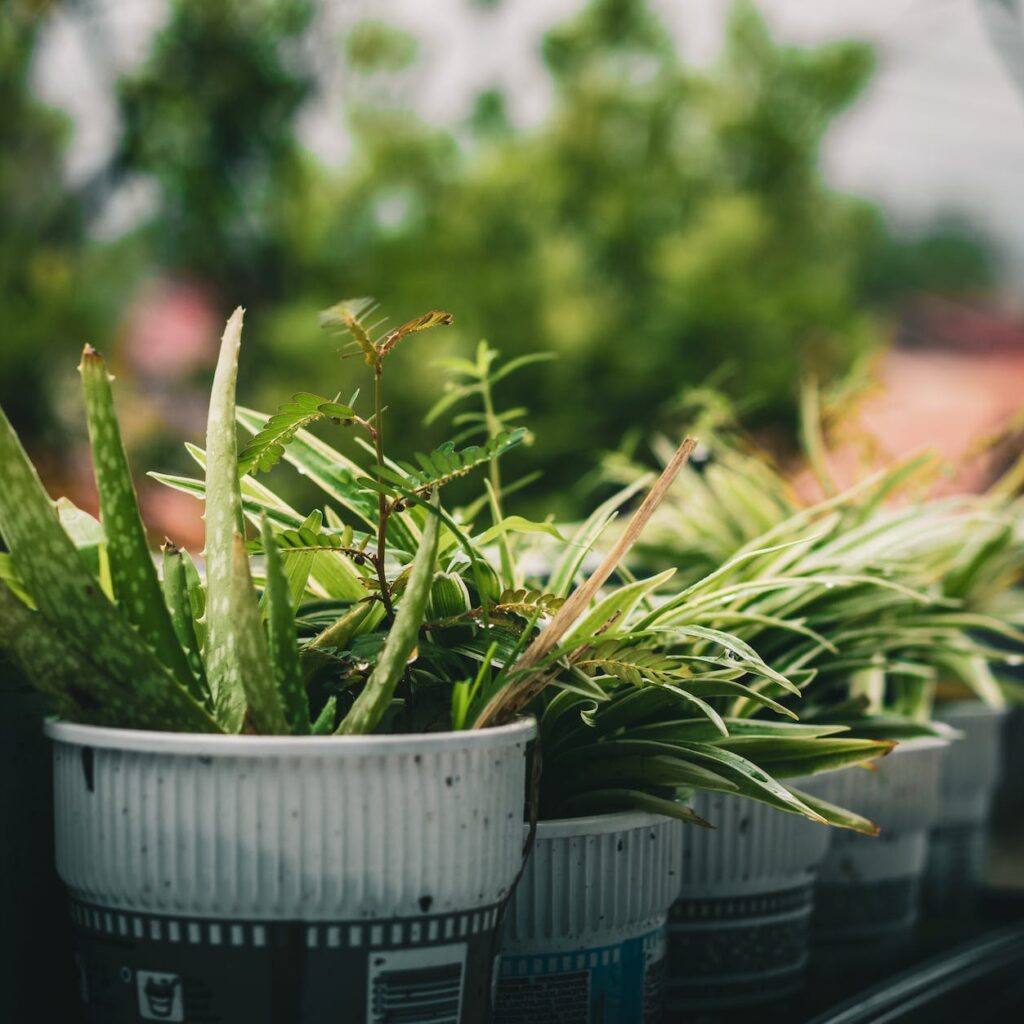 efectos negativos del uso incorrecto del ALOE VERA