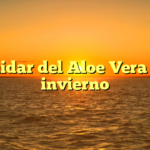 Cuidar del Aloe Vera en invierno